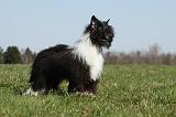 CHIEN NU CHINOIS 162